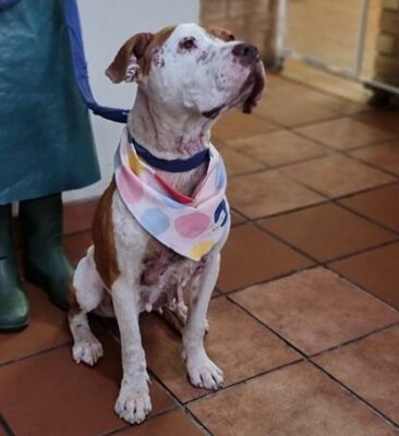 SPCA BELLA