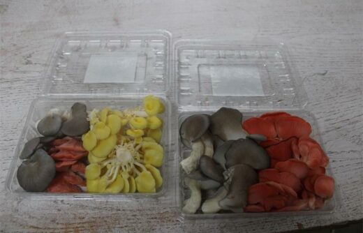 Urban Ruins’ oyster mushroom farm keeps producing despite winter setbacks, with new harvests on the horizon.