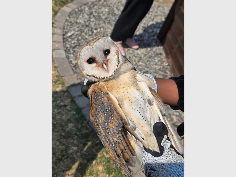 Owls play a crucial role in naturally controlling rodent populations.