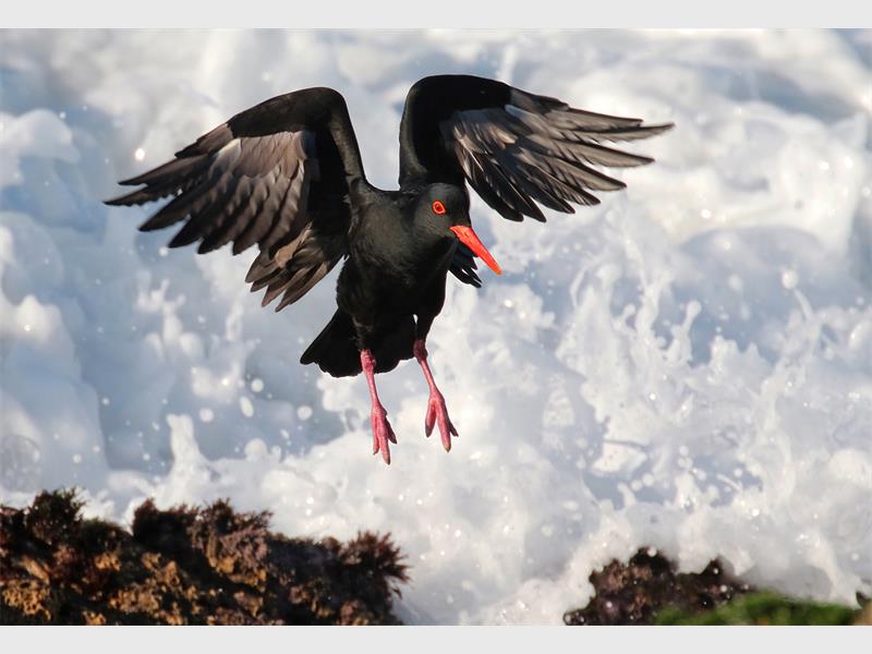 The winning photographer this month loves meerkats and finds any opportunity to stalk them with her lens.
