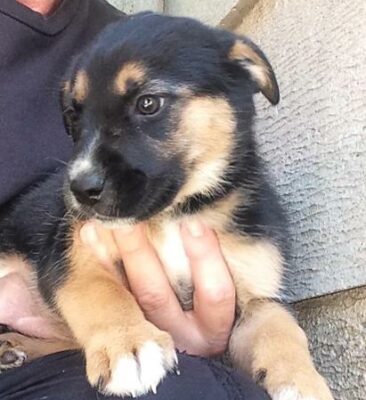Puppy up for adoption 