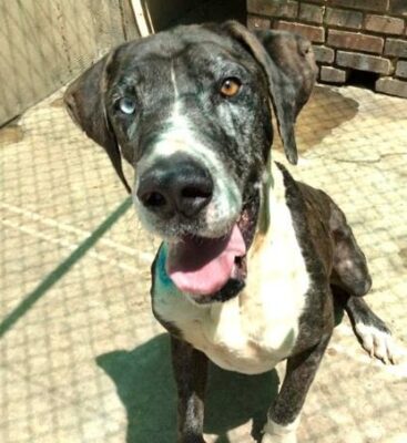 SPCA Adopt a pet