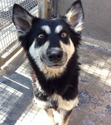 SPCA Adopt a pet