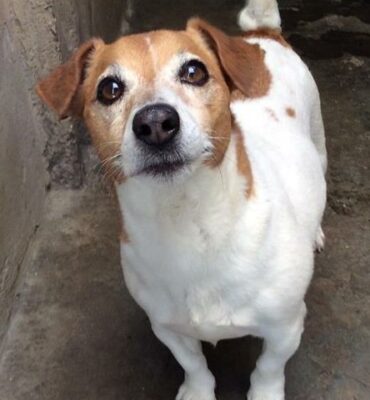 Boksburg SPCA adopt a pet 
