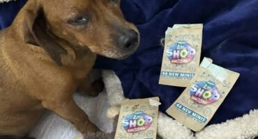 SPCA little shop initiative.