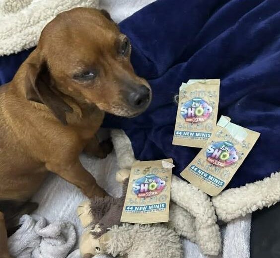 SPCA little shop initiative.