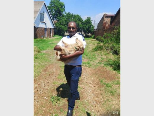 SPCA rescue 