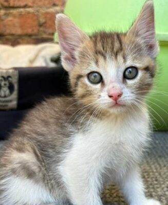Adopt a pet