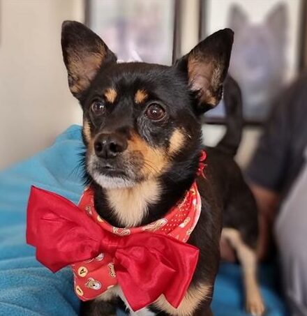 Remember to follow Boksburg SPCA Charity Shop on Facebook to keep an eye out for animals up for adoption.