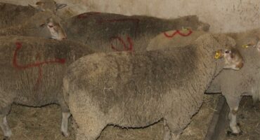 Goats kept in a walled enclosure for livestock.