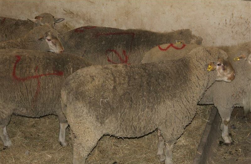 Goats kept in a walled enclosure for livestock.
