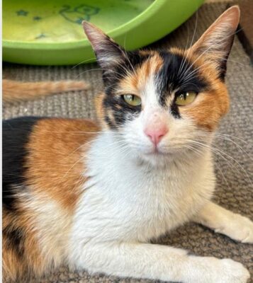SPCA Adopt a Pet
