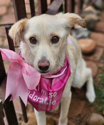 SPCA Adopt a Pet