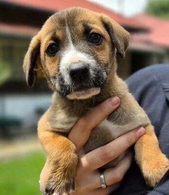 SPCA Adopt a Pet