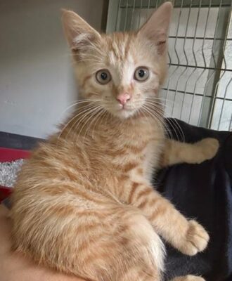 SPCA Adopt a Pet