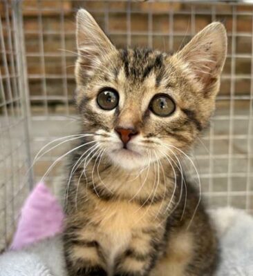 Adopt a pet