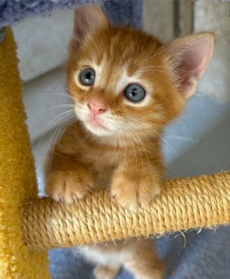 Adopt a pet