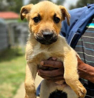 Adopt a pet