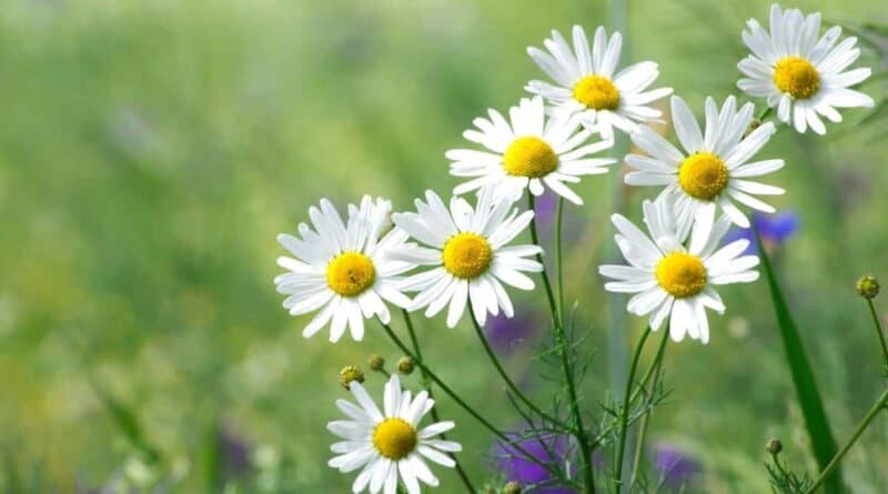 While chamomile tea can support restful sleep, it works best when part of a consistent bedtime routine.