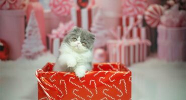 Grey-and-white cat sitting on a wrapped red present.