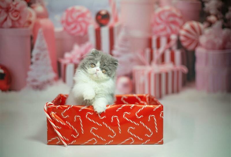 Grey-and-white cat sitting on a wrapped red present.