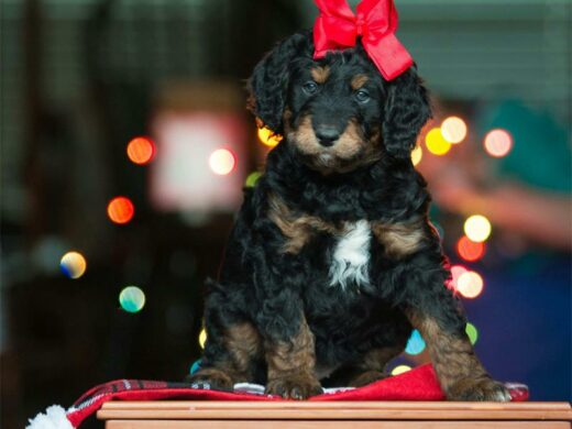 A black dog sits patiently behind softly glowing Christmas lights, a bright red bow perched neatly on his head.