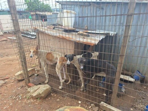Greyhound confiscation