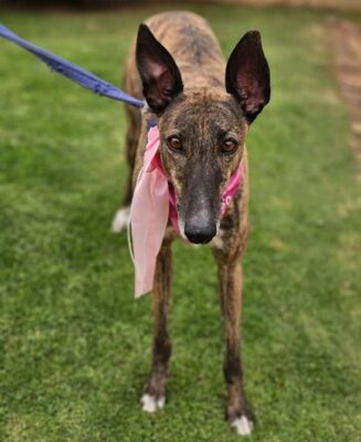 Greyhound confiscation