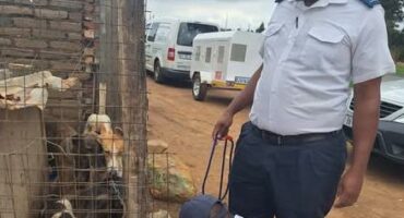 Greyhound confiscation