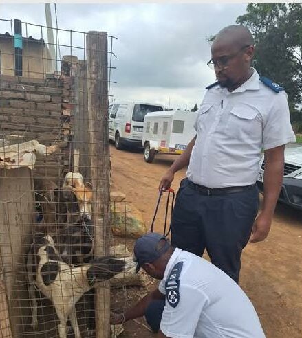 Greyhound confiscation