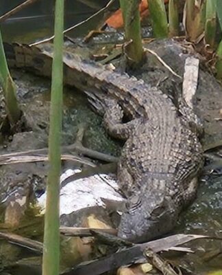 Mic the Croc