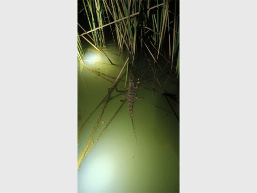 Mic the Croc