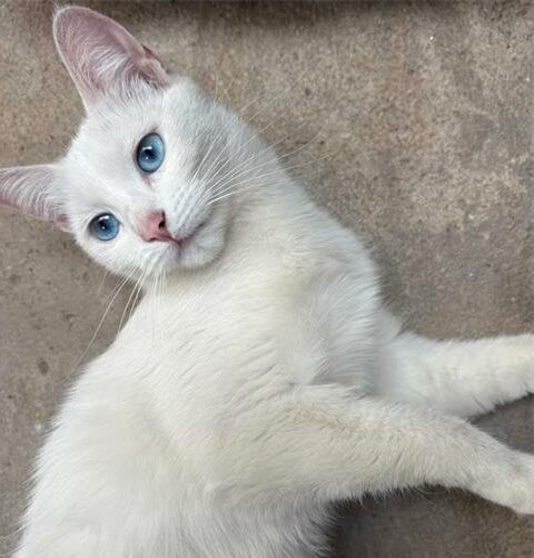 Adopt a pet