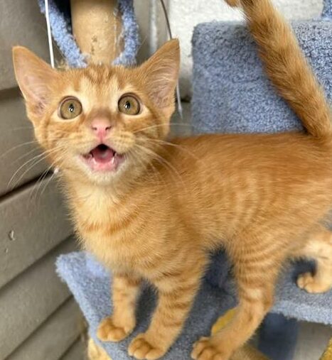 Adopt a pet