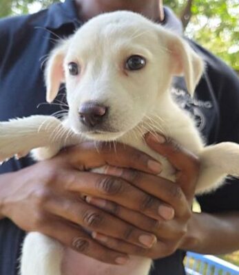 Adopt a pet