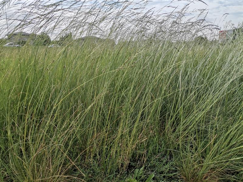 Overgrown grass lines this stretch of roadways