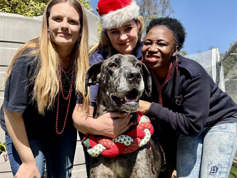 Community kindness delivered a major boost to animals in need as the Boksburg SPCA raised nearly R140 000 through its Christmas Cheer Fund.