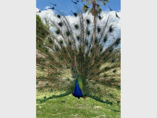A peacock displays its beautiful feather.