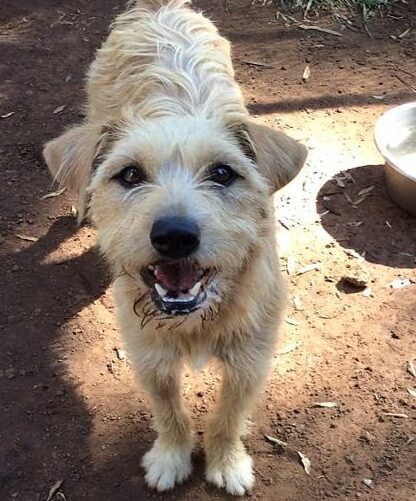 Remember to follow 'Boksburg SPCA Charity Shop' on Facebook to keep an eye out for animals up for adoption.