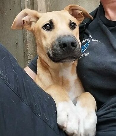 Remember to follow ‘Boksburg SPCA Charity Shop’ on Facebook to keep an eye out for animals up for adoption.