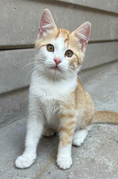 Remember to follow ‘Boksburg SPCA Charity Shop’ on Facebook to keep an eye out for animals up for adoption.