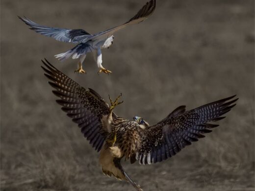A falcon