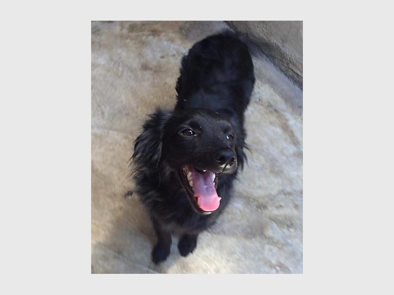 Remember to follow ‘Boksburg SPCA Charity Shop’ on Facebook to keep an eye out for animals up for adoption.