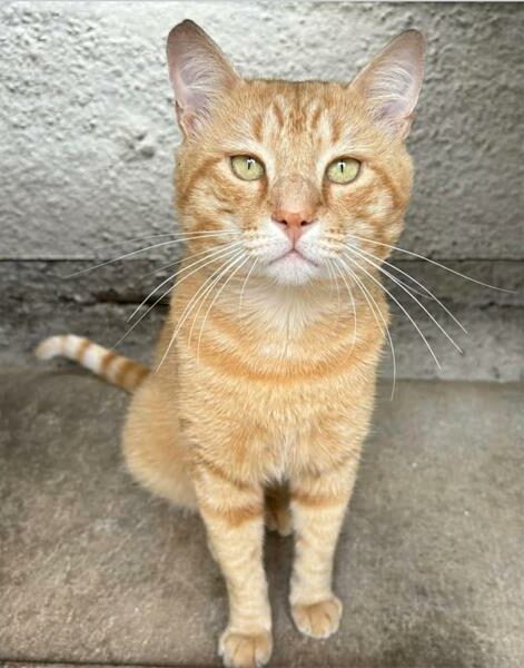 Remember to follow ‘Boksburg SPCA Charity Shop’ on Facebook to keep an eye out for animals up for adoption.