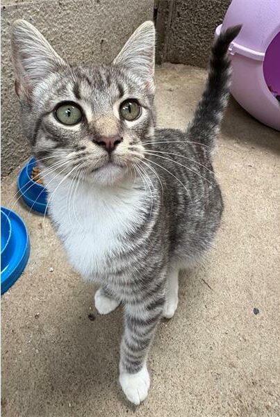 Remember to follow ‘Boksburg SPCA Charity Shop’ on Facebook to keep an eye out for animals up for adoption.
