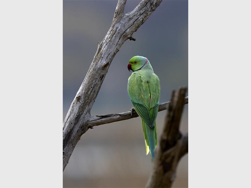 Throughout history, rose-ringed parakeets were popular pets among the ancient Greeks and Romans.