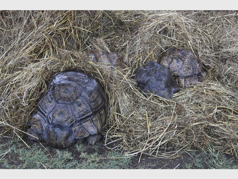 Based in Vischkuil, the centre cares for a wide range of animals, including birds, deer, turtles and horses, while relying on community donations and partnerships.