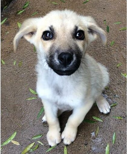 A female pup