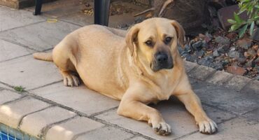 a female crossbreed Boerboel