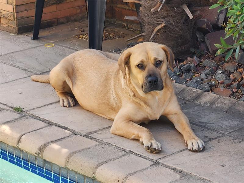 a female crossbreed Boerboel